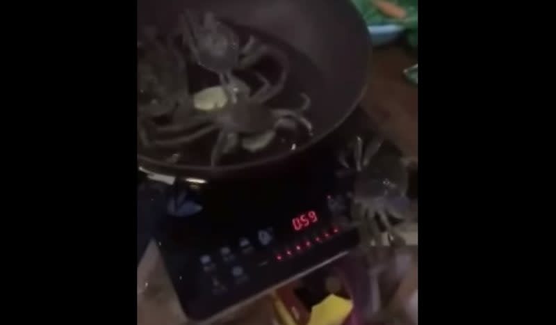 Video: Survivalist Crab Climbs Out of Pot, Turns Off Hot Plate and Rescues Comrades