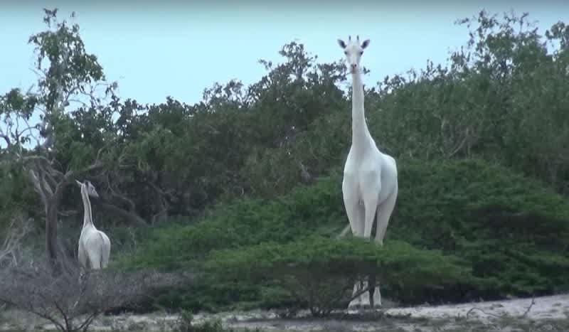 Video: Rare All-White Giraffes Finally Caught on Camera in Kenya