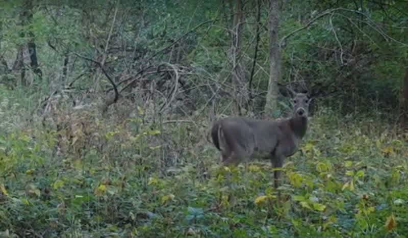Video: Have You Ever Heard a Doe Make THIS Sound in the Forest?