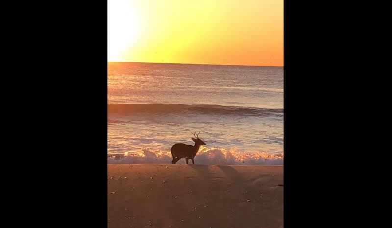 Video: 6-Point Buck Ditches the Woods for a Day on the Beach