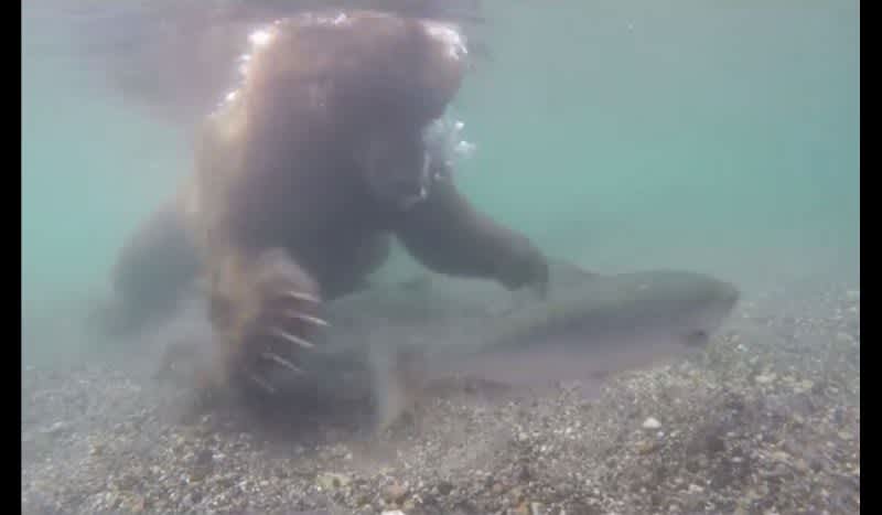 Video: Underwater View of a Bear Grabbing a Fish Barehanded