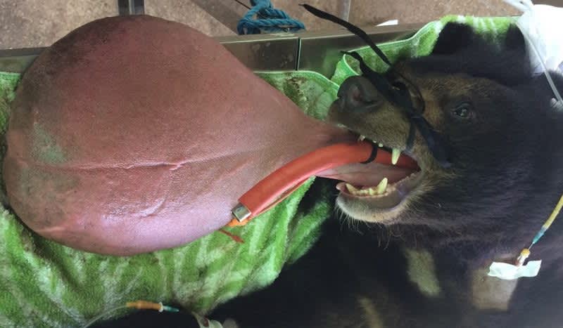 Moon Bear Forced to Have Gigantic Tongue Removed by Team of Vets