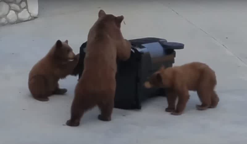 Video: Bruins Baffled by Bear-Proof Trash Can