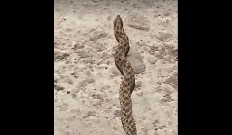 Video: This Snake is a Big Creedence Fan!