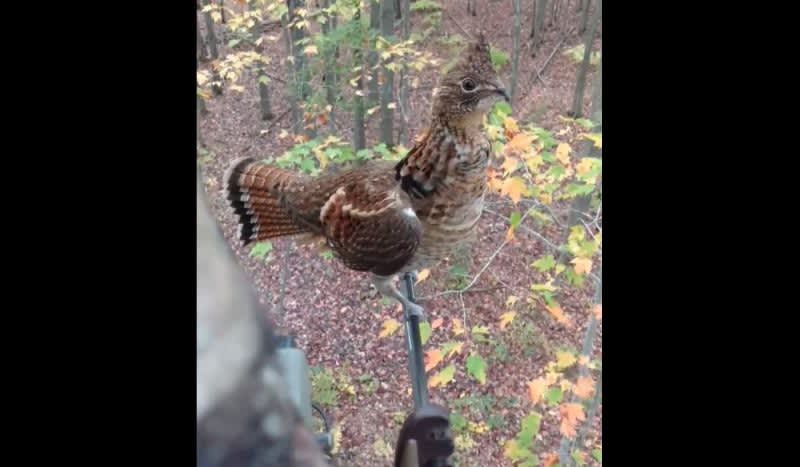 Video: Ruffed Grouse Lands on Bowhunter’s Arrow