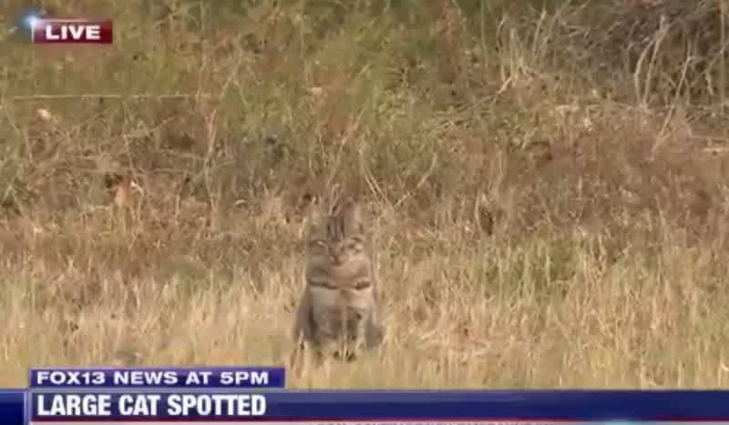 Video: Live News Cast on a Recent Mountain Lion Sighting Hilariously Interrupted by House Cat