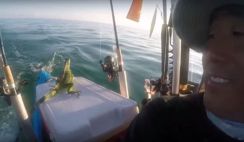 Video: Kayak Angler Saves Iguana Found Swimming Four Miles Offshore