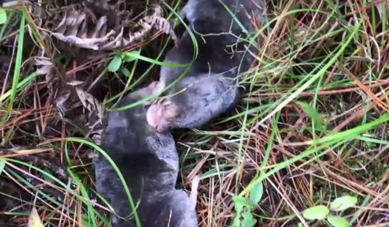 Video: This Mole Fight is the Cutest Brawl You’ll Ever See