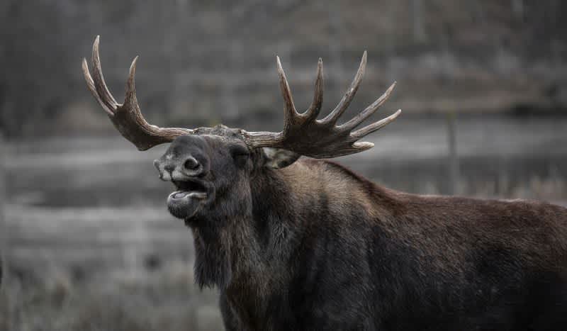 Hunter Fights Injured Moose; Sent to Hospital With Hoof Prints in Forehead