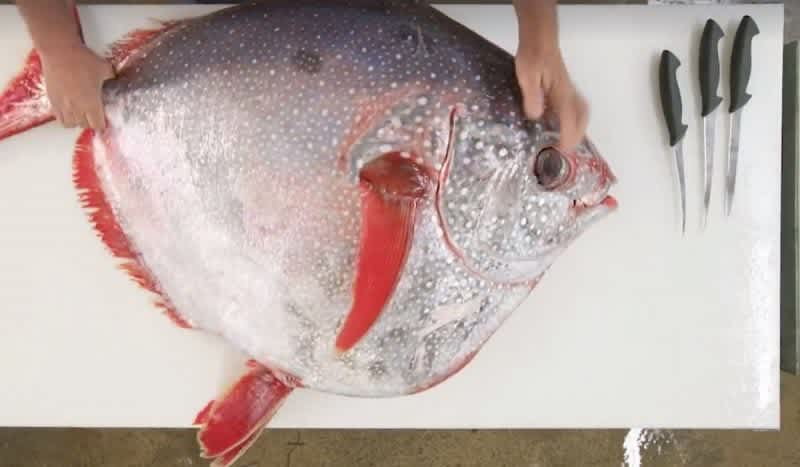 Video: Watch This Opah Preparation by Legendary Seafood Chef Tommy Gomes