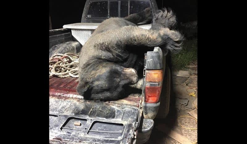 Potential Record Black Bear Taken in Georgia Dwarfs the Pickup that’s Hauling It