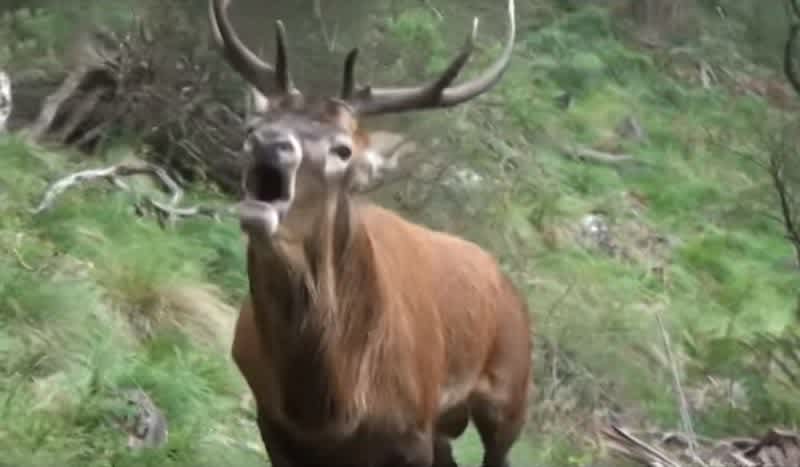 Video: Guy Responds to a Roaring Red Stag, Then This Happens
