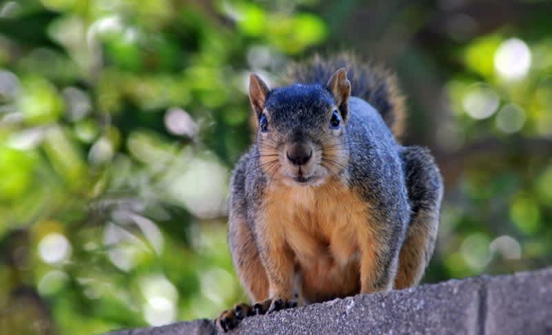 Woman Arrested For Pulling Gun on Squirrel at Coffee Shop
