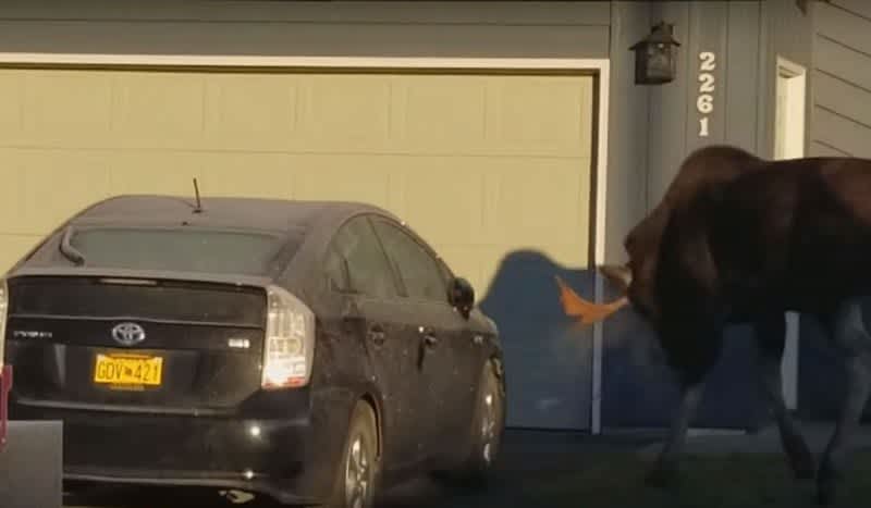 Video: Moose Temper Tantrum Spells Bad News for a Prius