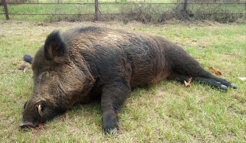 Texas Man Kills 416-Pound Feral Hog Eating Fawns on His Land With an AR-15