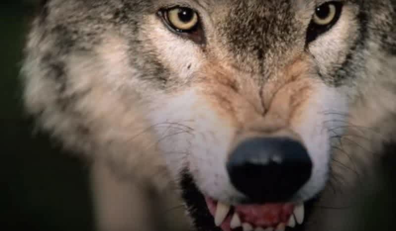 Video: Hiker Appears to Have Been Attacked and Torn Apart by Wolves in Greece