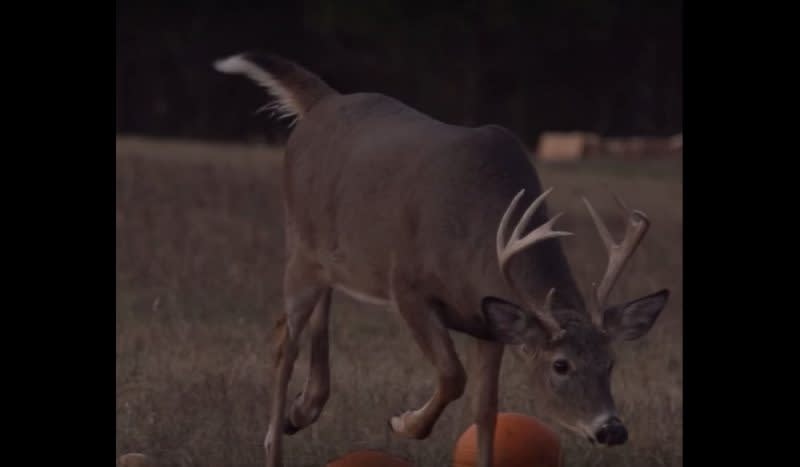 Video: 3 Key Factors in the 2017 Whitetail Rut