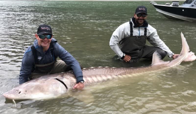 BetAlytics on X: Dustin Byfuglien and Andrew Ladd landed an absolute  monstrous sturgeon. #Jets  / X