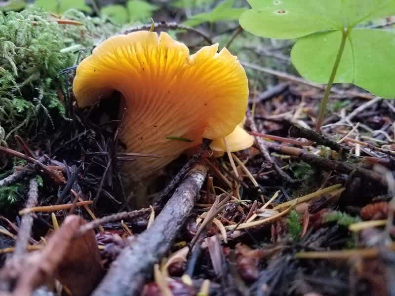 Tips for Better Mushroom Hunting