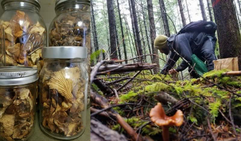 How to Pick and Preserve Wild Mushrooms for Year Long Enjoyment