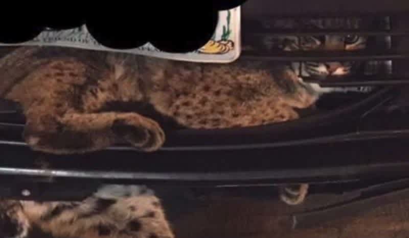 Video: Bobcat Makes 50-Mile ‘Miracle’ Trip Lodged in the Grill of a Prius