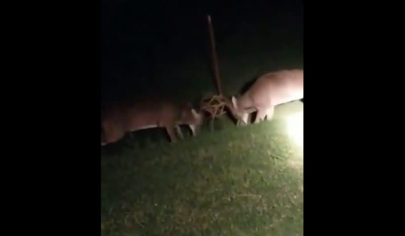 Video: Here’s a Bruiser Buck Fight to Start the Rut Off Right