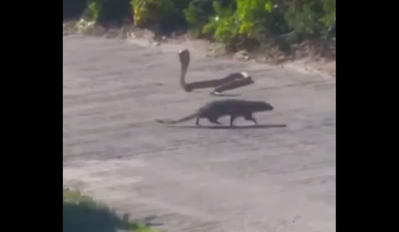 Video: Pro Golfer Films Cobra and Mongoose Battle it Out During Golf Tournament