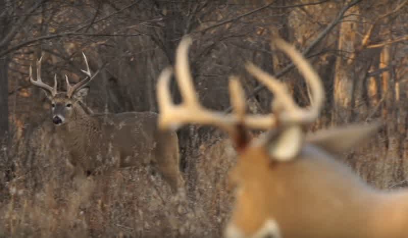 Video: Top 3 Tips for Calling and Decoying Rutting Whitetails