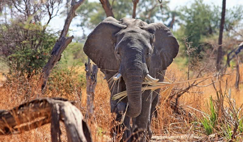 Trump Administration Lifts Ban on Importing Elephant Trophies from Africa