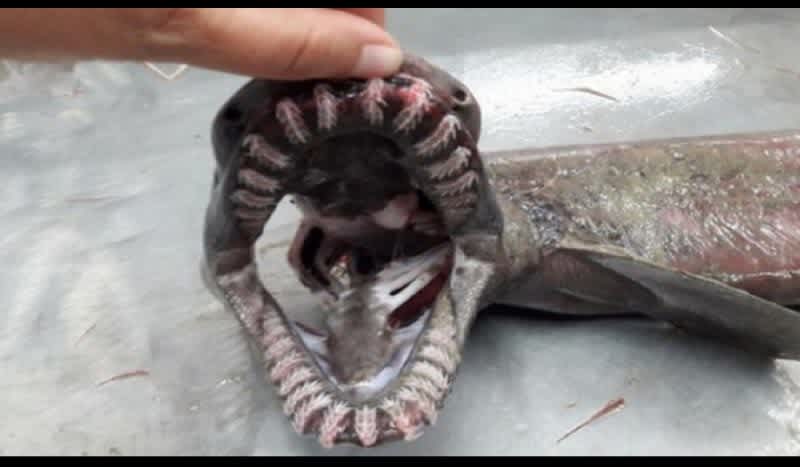 Researchers Catch Prehistoric Frilled Shark in Trawler Net