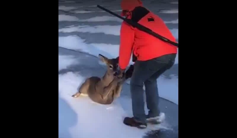 Video: Deer Hunter Rescues Button Buck Trapped on a Frozen Lake