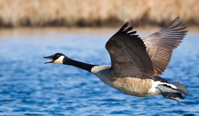 How Much Does a Canada Goose Poop in a Day? The Answer is Kind of Surprising