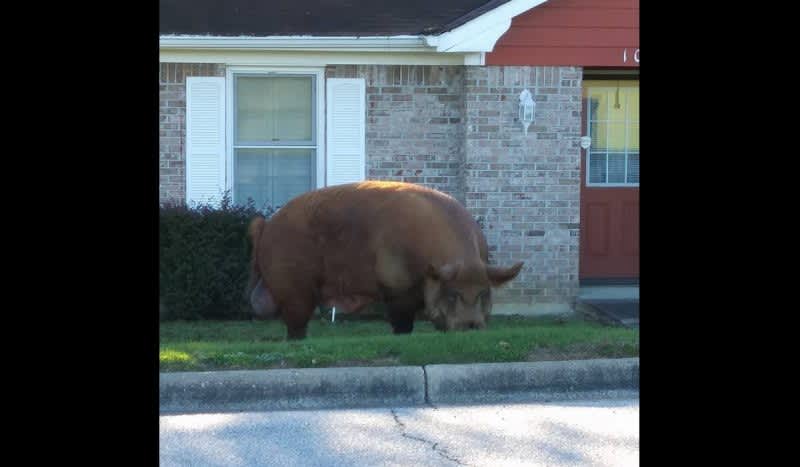 Video: Woman Stunned by Monster-Sized Hog Roaming Through Neighborhood
