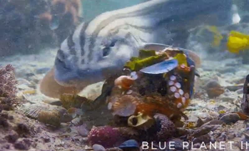 Video: Octopus Covers Itself with ‘Armour’ to Escape Shark Attack