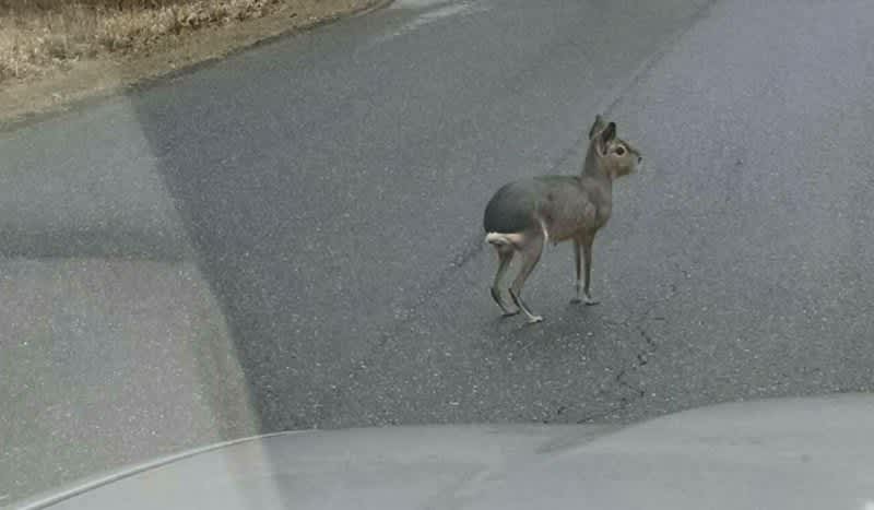 The Internet is Stumped; How Did This Patagonian Cavy Wind Up in Belmont, Maine?