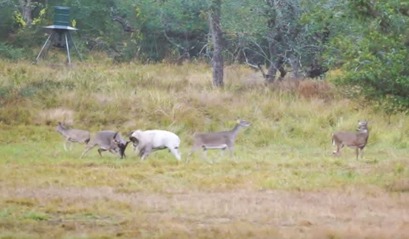 Video: Texas Ram vs. BIG Whitetail Buck at Tierra De Dios Ranch, Guess Who Wins..