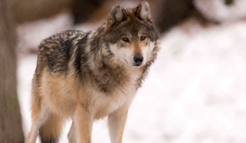 Oregon Elk Hunter Claims Self-Defense After Shooting Gray Wolf