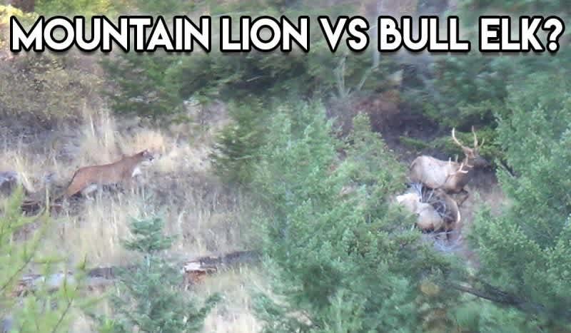 Video: Montana Hunter Films Mountain Lion Stalking Two Bull Elk