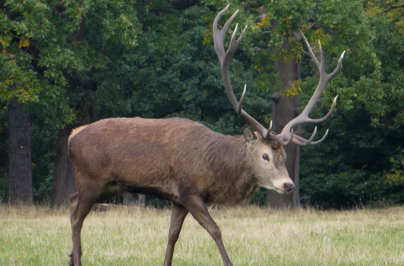 Video: Deer Gores Hunter to Death with its Antlers After Being Cornered