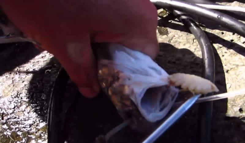 Video: Angler Removes Tongue-Eating Louse from His Catch