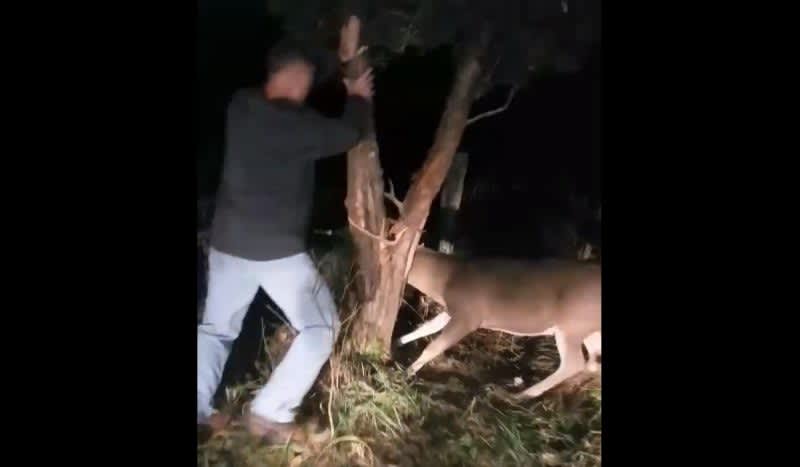 Video: Hunter Rescues Buck That Got Locked in a Tree While Making a Rub With a Chainsaw