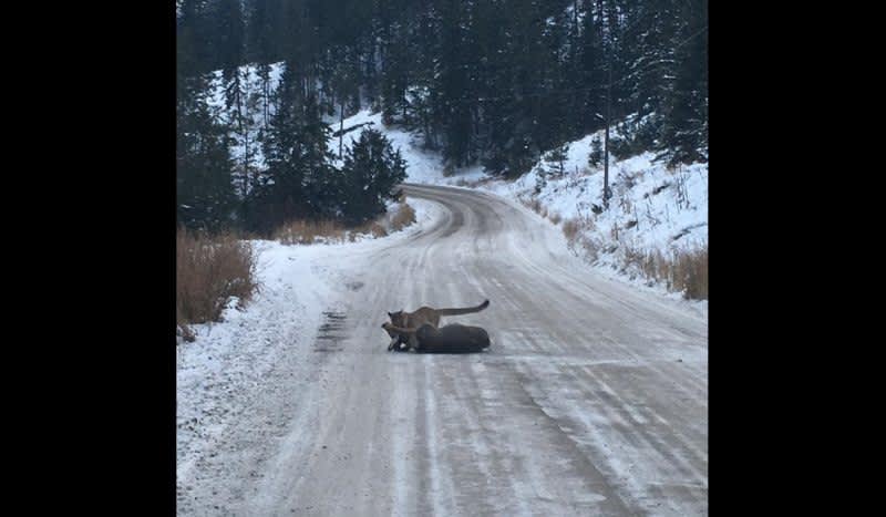 Mountain Lion Hurdles Hunter to Take Down Mule Deer Right in Front of Him