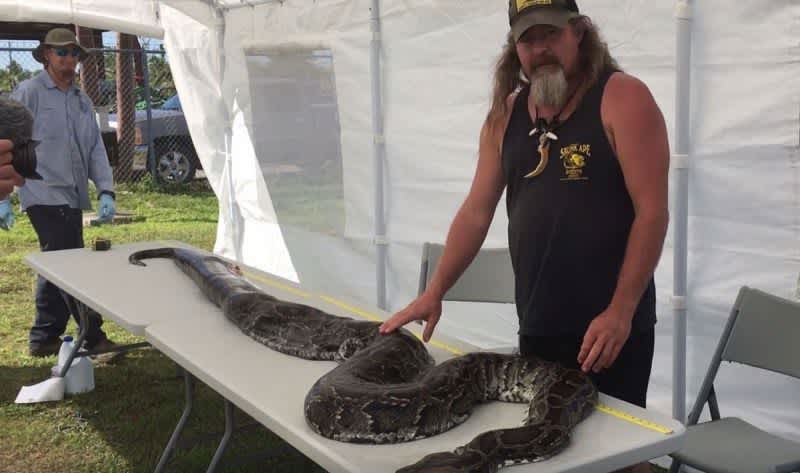 Video: 122-Pound Python Taken Out of Everglades by Dusty ‘Wildman’ Crum