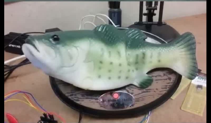 Video: Guy Combines Alexa with Talking Largemouth Bass