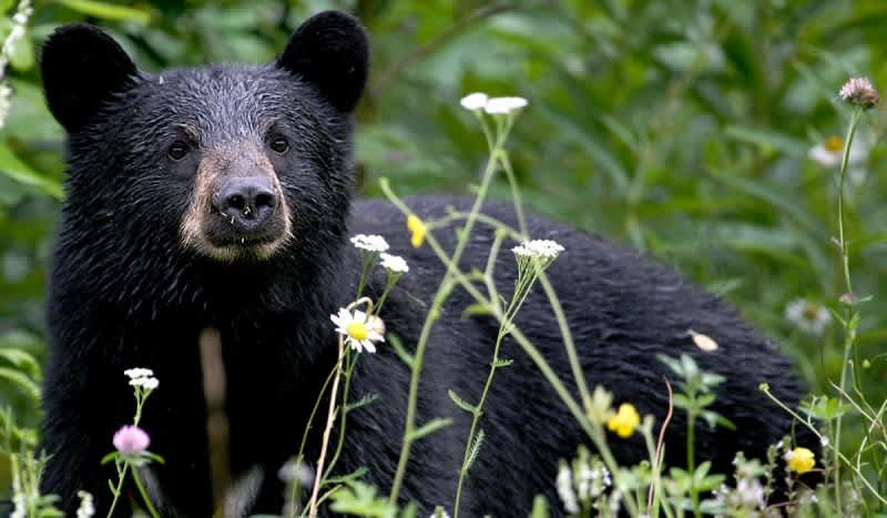 Bear Hunters Auction Their Tags to Anti-Hunters; Pay $500, Save a Bear
