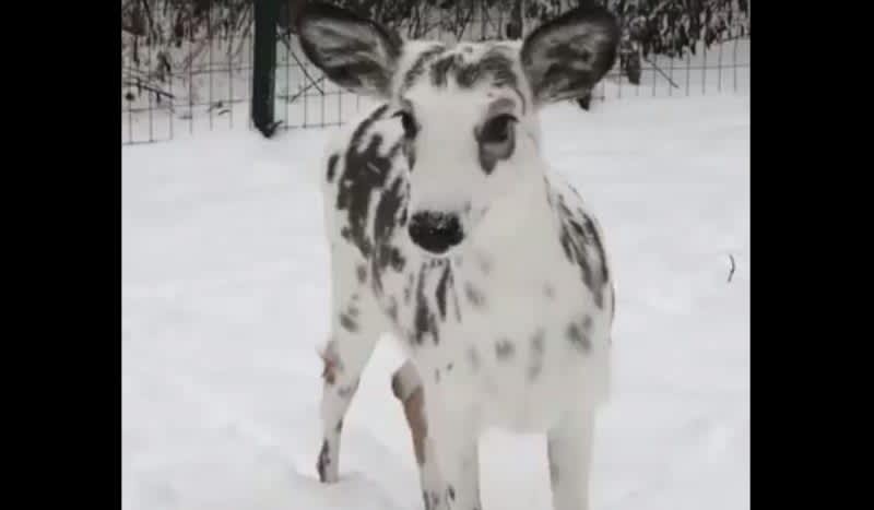 Video: Look at this Cool, Winter-Camo Piebald Deer!
