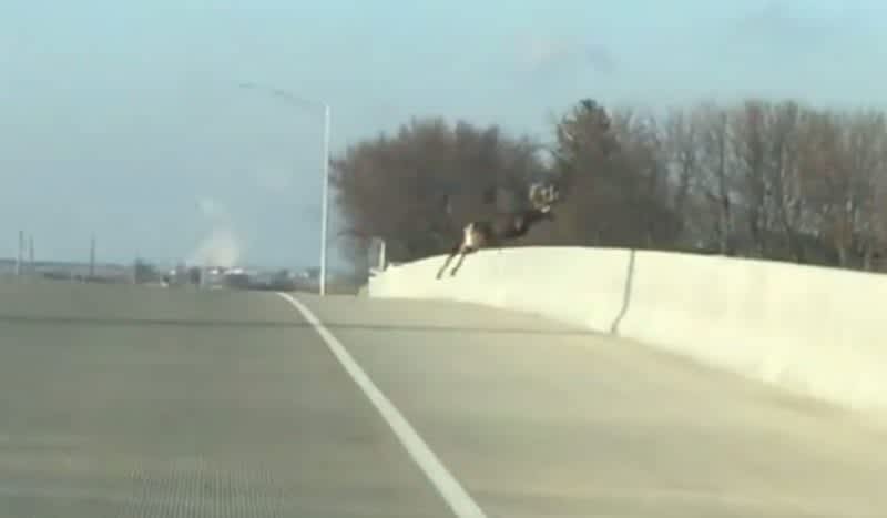 Video: Whitetail Deer Leap Off Bridge and Fall to their Death