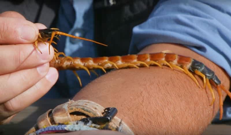 Video: Coyote Peterson Proves He’s a Complete Madman; Takes Bite from Giant Desert Centipede