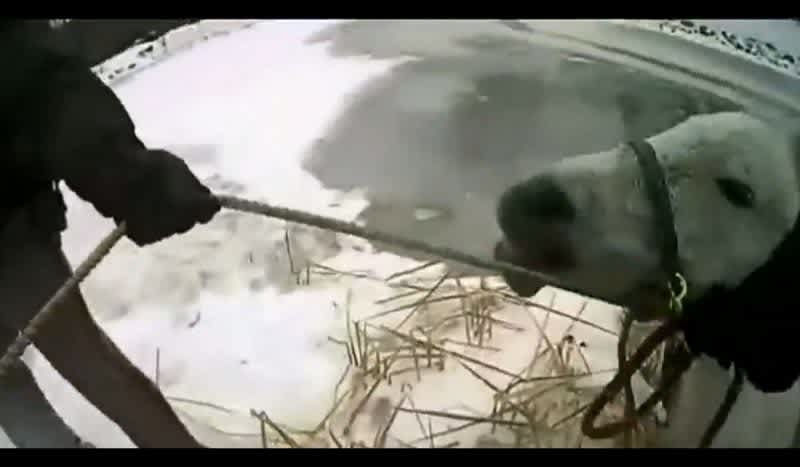Video: Sheriff Deputies Rescue Horse from Frozen Pond