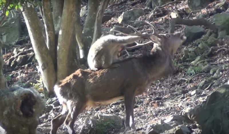 Video: Monkeys are Having Sex with Deer in Japan, and Scientists are Confused